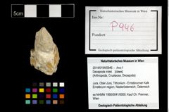 Foto (Objekt + Etikett) von Decapoda indet.  (NHMW-GEO-2014-0194-0946)